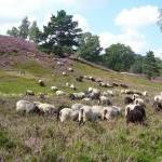 Heidschnucken :: Schafe in der Nordheide